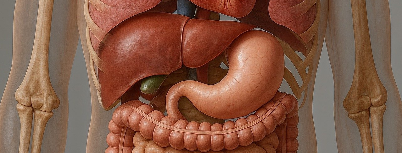 Játra, autor obrázku Geralt, zdroj Pixabay.com