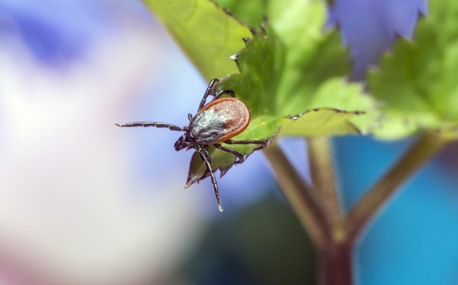 Obrázek klíštěte na listu, zdroj obrázku Pixabay.com