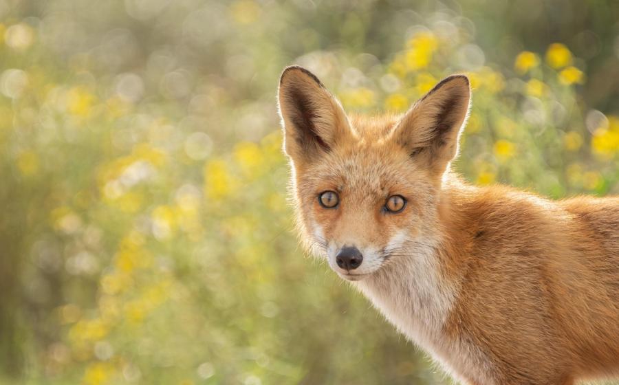 Liška, zdroj obrázku Pixabay.com