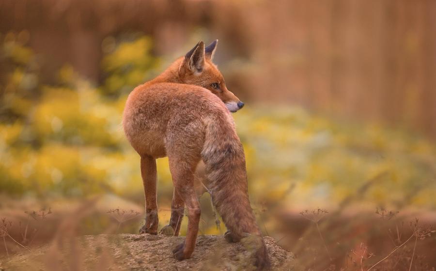 Liška obecná, zdroj obrázku Pixabay.com