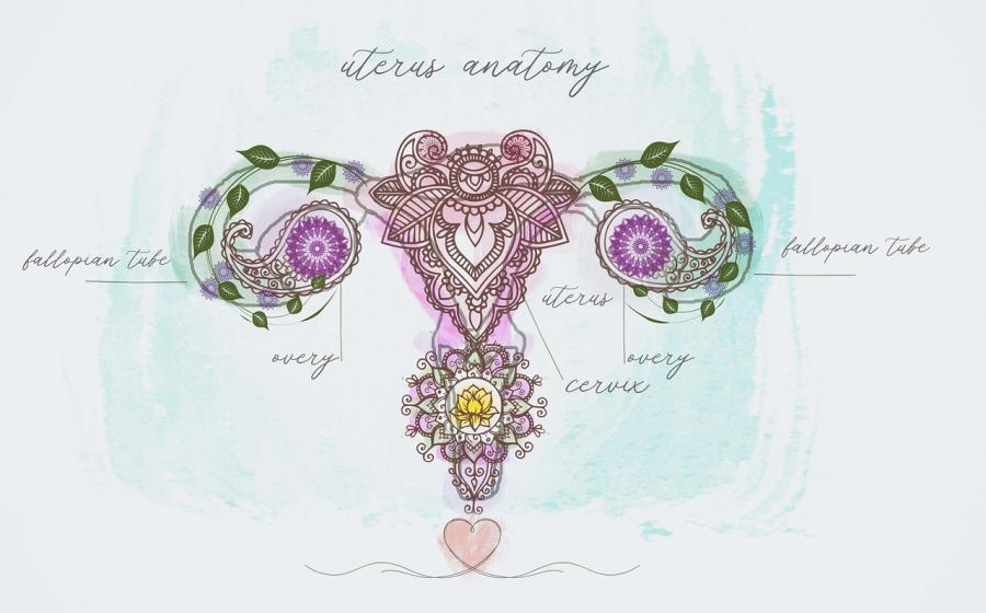 Ženské orgány, zdroj obrázku Pixabay.com