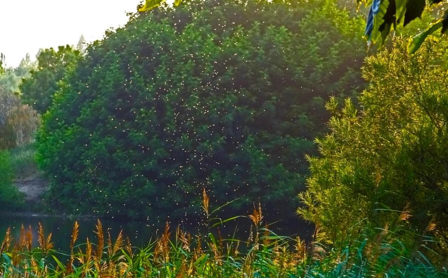 Hejno komárů v přírodě, zdroj obrázku Pixabay.com