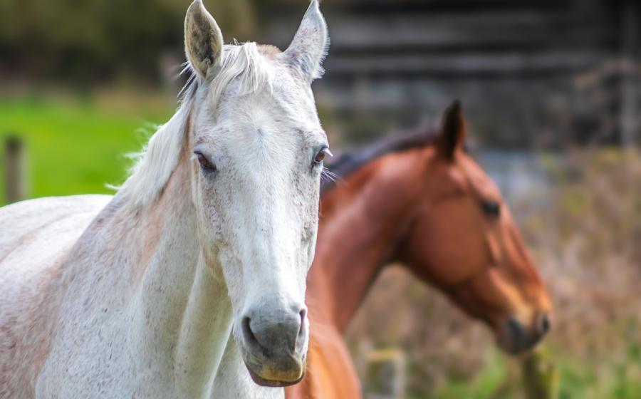 Koně, zdroj obrázku Pixabay.com