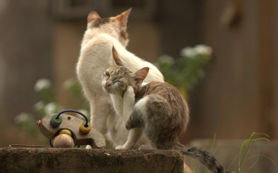 Kočky, autor obrázku Fred Jr., zdroj Pixabay.com