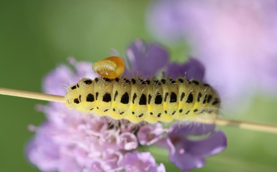 Housenka napadená parazitem, autor obrázku Rolanda Steinmanna, zdroj Pixabay.com