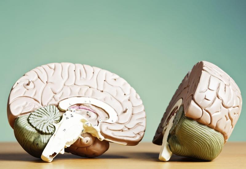 Mozek, autor obrázku u_if8o5n0ioo, zdroj Pixabay.com