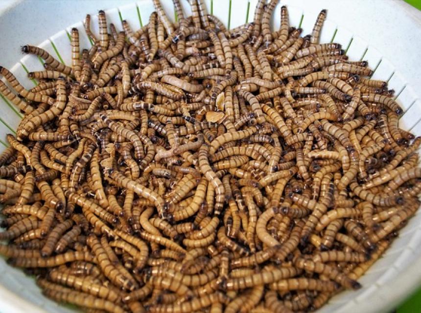 Mouční, červi, potrava, zdroj Pixabay.com