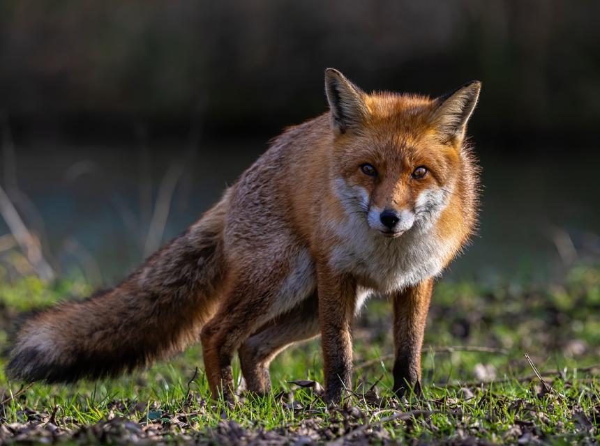 Liška, zdroj obrázku Pixabay.com