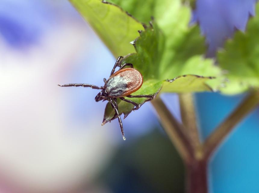 Obrázek klíštěte na listu, zdroj obrázku Pixabay.com