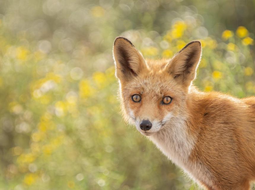 Liška, zdroj obrázku Pixabay.com