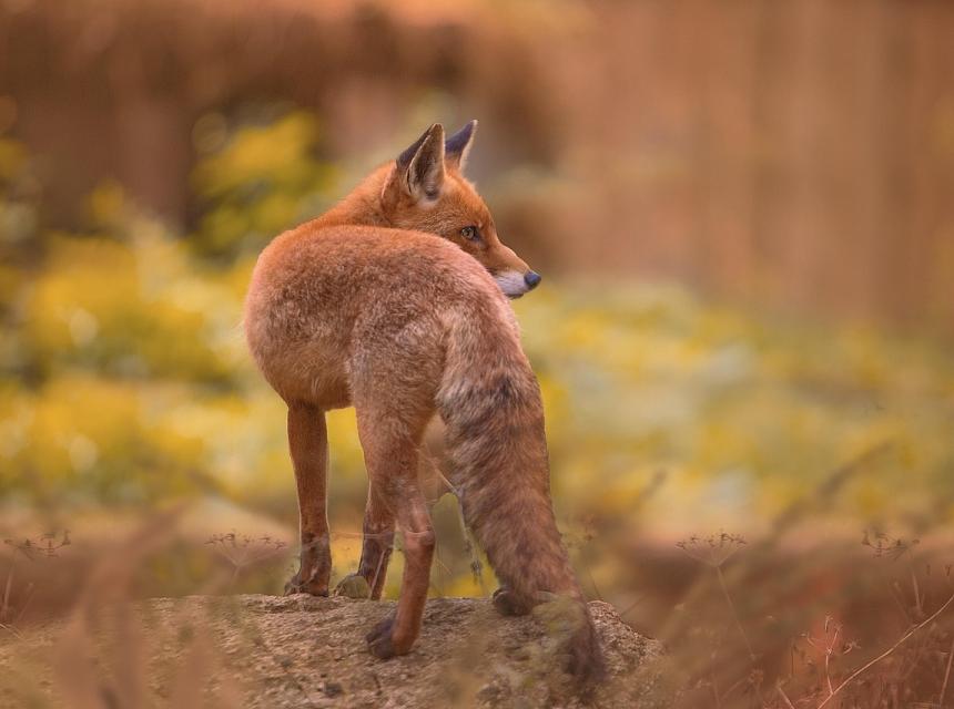 Liška obecná, zdroj obrázku Pixabay.com