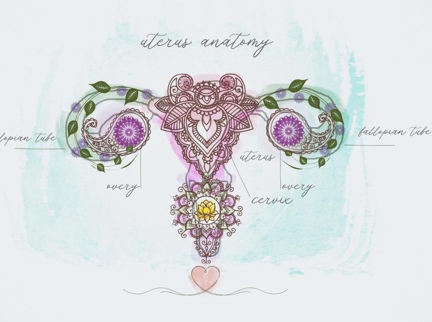 Ženské orgány, zdroj obrázku Pixabay.com