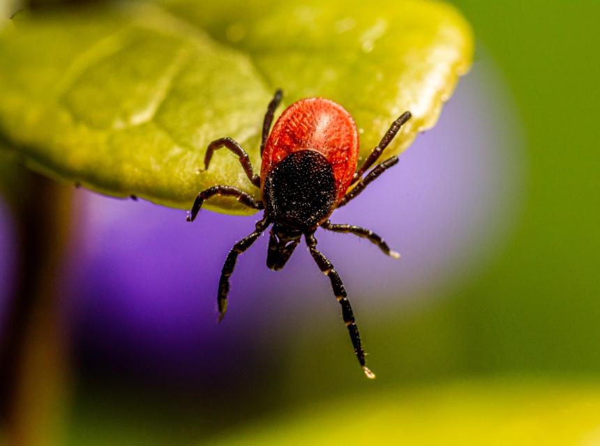 Klíště, zdroj obrázku Pixabay.com