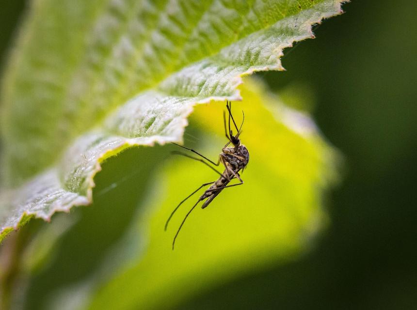 Komár na listu, zdroj obrázku Pixabay.com