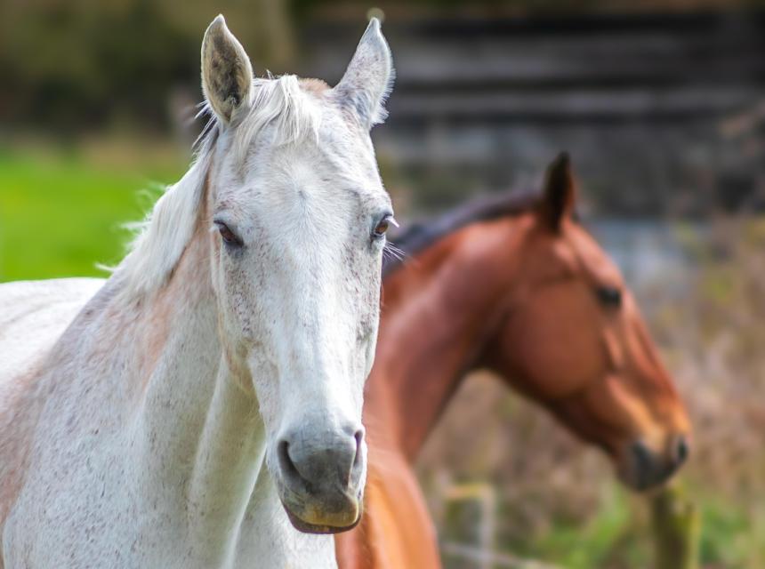 Koně, zdroj obrázku Pixabay.com