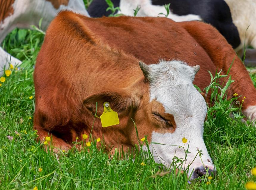 Kráva na louce, zdroj obrázku Pixabay.com