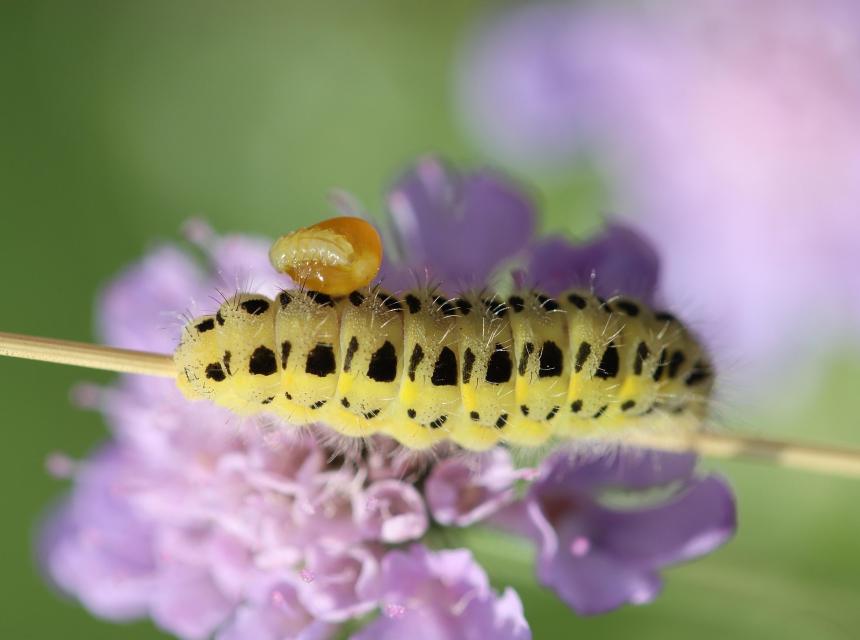 Housenka napadená parazitem, autor obrázku Rolanda Steinmanna, zdroj Pixabay.com